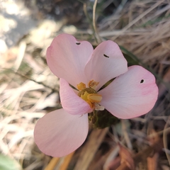 Podophyllum hexandrum