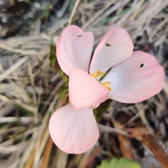 Podophyllum hexandrum