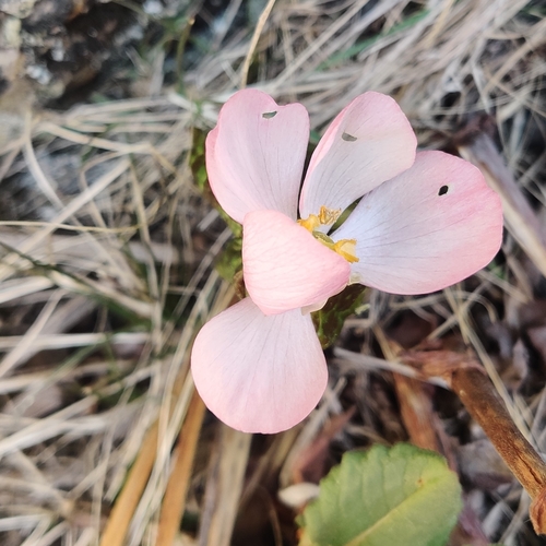 Image of Podophyllum hexandrum by (c) Name, some rights reserved (CC BY)