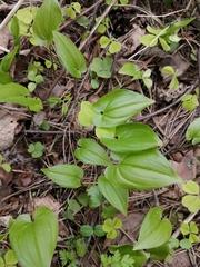 Maianthemum bifolium
