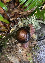 Monadenia infumata callidina