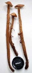 Battarrea phalloides