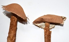 Battarrea phalloides