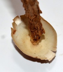 Battarrea phalloides