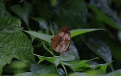 Cupha erymanthis maja