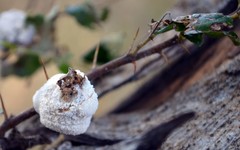 Coniodictyum chevalieri