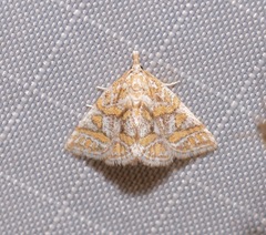 Leptosteges flavifascialis