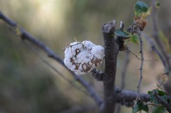 Coniodictyum chevalieri