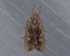 Lithophane hemina