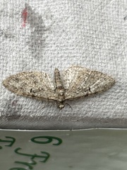 Eupithecia abbreviata