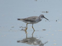 Tringa brevipes
