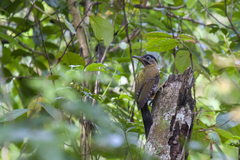 Picus vittatus