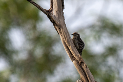 Yungipicus moluccensis