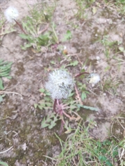 Taraxacum officinale