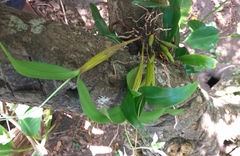 Dendrobium mooreanum