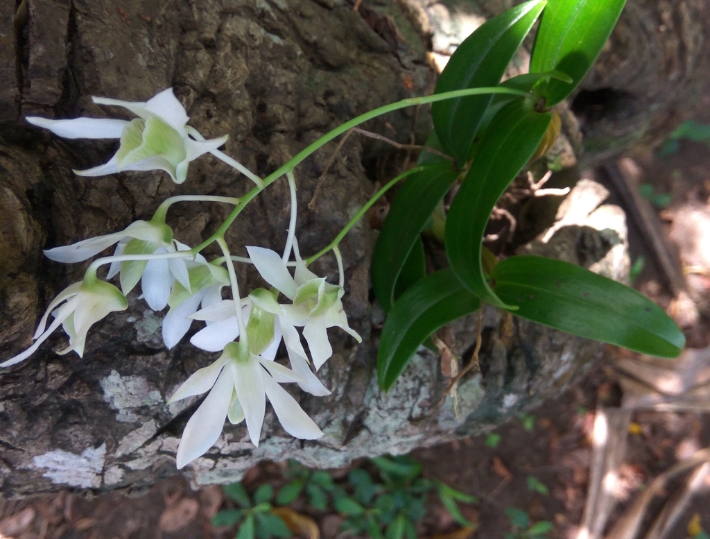 Dendrobium mooreanum Lindl.