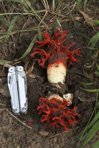 Coral Stinkhorn