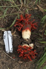 Lysurus corallocephalus