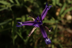 Iris reichenbachiana