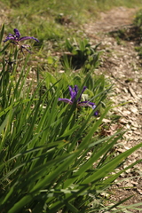 Iris reichenbachiana