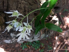 Dendrobium mooreanum