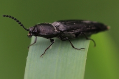 Cidnopus pilosus
