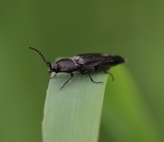 Cidnopus pilosus