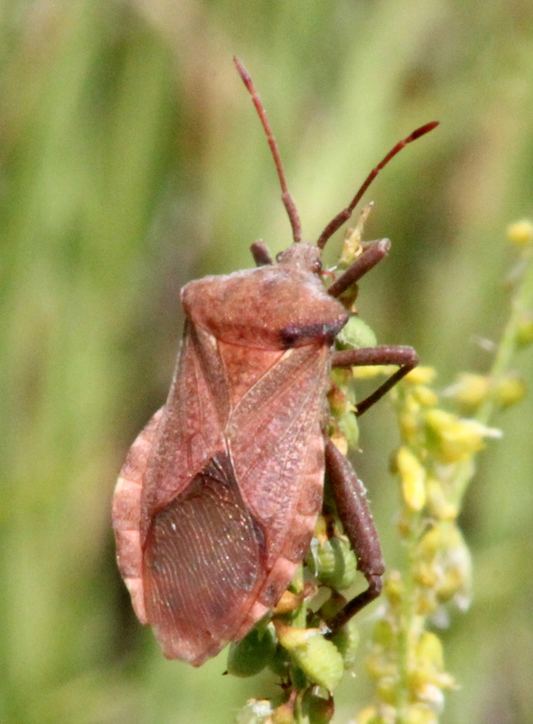 Mozena obesa