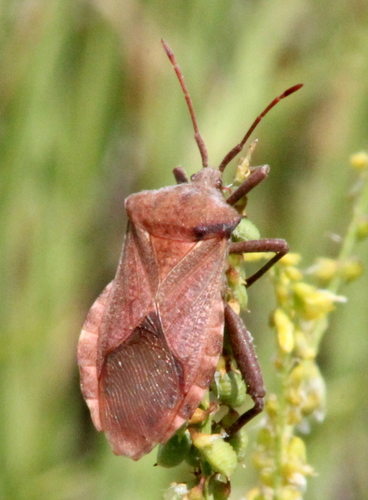 Mozena obesa