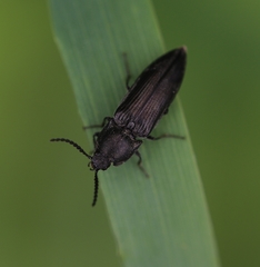 Cidnopus pilosus