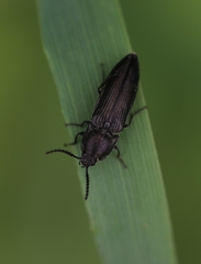 Cidnopus pilosus