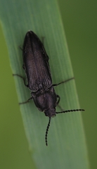 Cidnopus pilosus