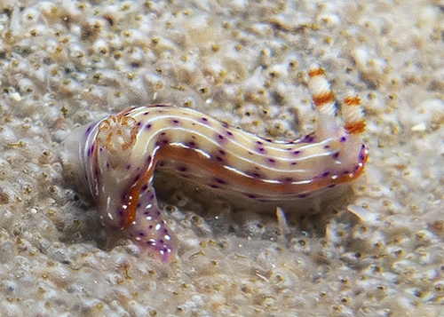 Photo of Spotted hypselodoris (Hypselodoris maculosa)