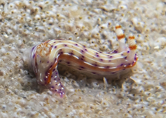 Hypselodoris maculosa