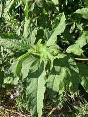 Ambrosia ambrosioides