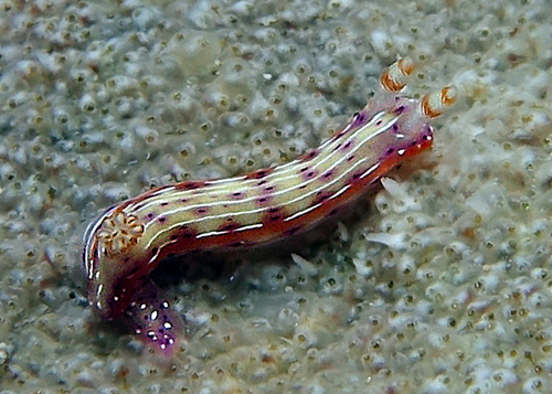 Photo of Spotted hypselodoris (Hypselodoris maculosa)