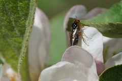 Hoplocampa