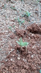 Cyrtacanthacris tatarica