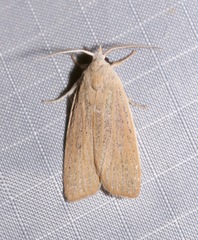 Palpidia pallidior