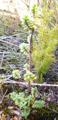 Pimelea orthia