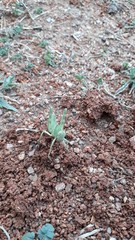 Cyrtacanthacris tatarica