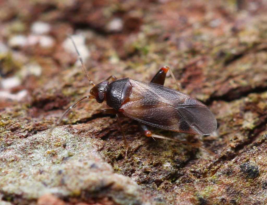 Psallops