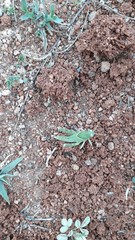 Cyrtacanthacris tatarica