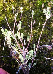 Pimelea orthia
