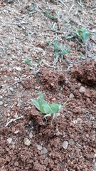 Cyrtacanthacris tatarica