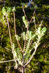 Pimelea orthia
