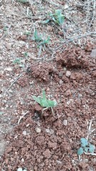 Cyrtacanthacris tatarica