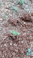 Cyrtacanthacris tatarica