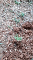 Cyrtacanthacris tatarica