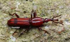 Trachelizus
